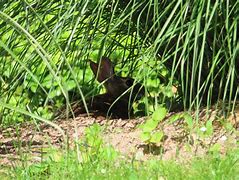 Image result for Funny Baby Bunnies