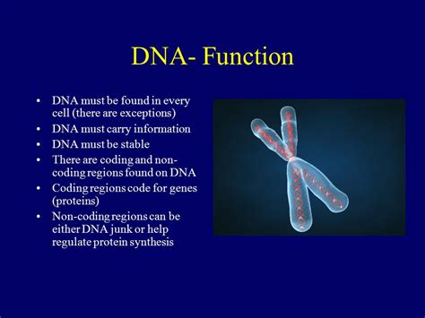 Image result for DNA Function