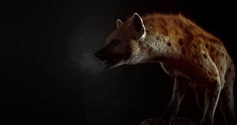 Luma Animation 的图像结果