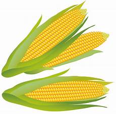 Corn Clipart by Corn Clip Free Clipart Panda Free Clipart Images Corn Clipart