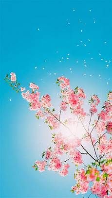 Pretty Iphone Wallpaper by 1300 Best Iphone Wallpapers Images On Iphone Pretty Iphone Wallpaper