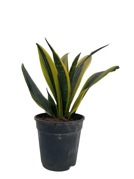 Plants Valley Sansevieria Futura Superba Snake Indoor Live For Home ...
