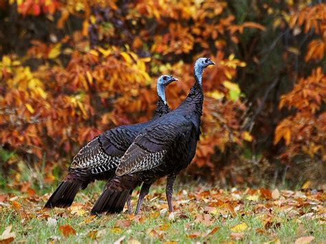 The Jungle Store: Animal Facts - Funny Turkey Names