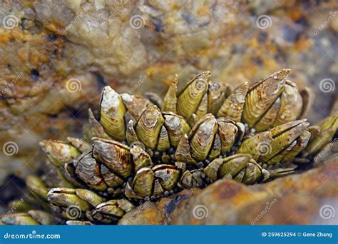 Phylum Of Barnacles
