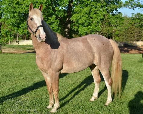 STRAWBERRY ROAN TRAIL DELUXE GELDING