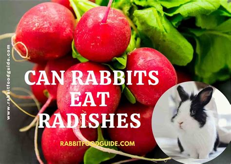Can Rabbits Eat Radishes? Complete Health Guide & Issues