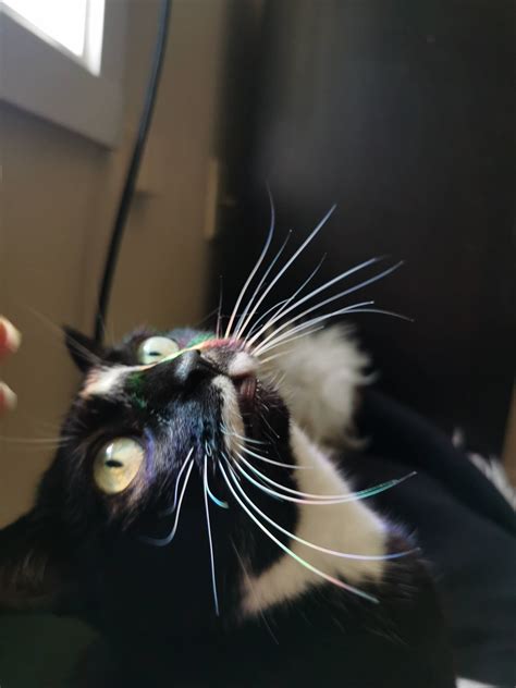 Today's fireworks : WhiskerFireworks