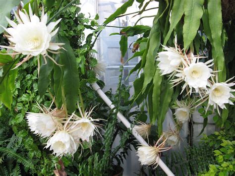 Night Blooming Cereus Plant - Plant Ideas