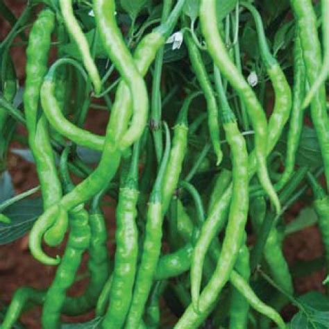 Sarpan Jwala gold Chilli Seeds