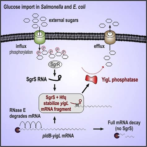 Small Activatingrna 的图像结果