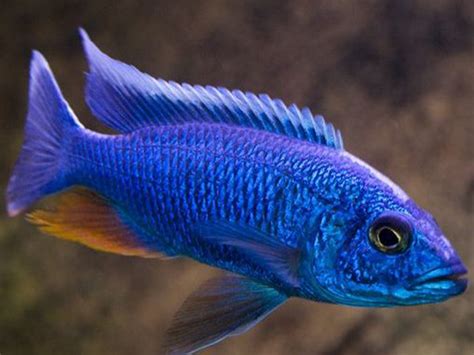 Buy Electric Blue Cichlid – Colorful & Hardy Mbuna from Lake Malawi