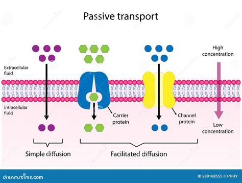 Passive Transport. Simple Diffusion and Facilitated Diffusion through a ...