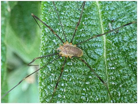 Sekáč domácí (Opilio parietinus) - Bobův fotoblog