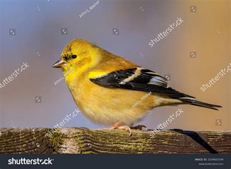 639 American Goldfinch Female Images, Stock Photos, 3D objects ...