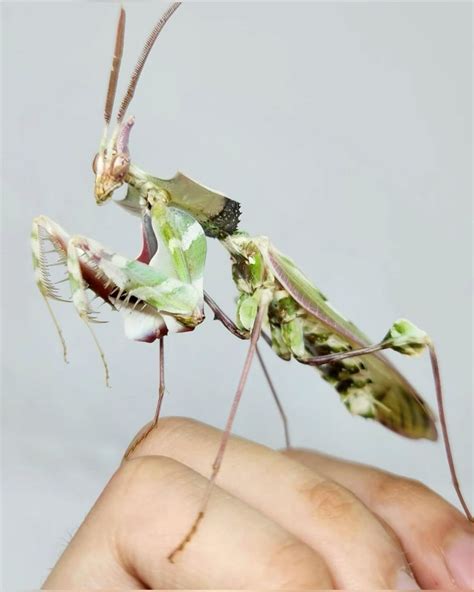 beautiful devil flower mantis | Beautiful bugs, Bugs and insects, Cool bugs