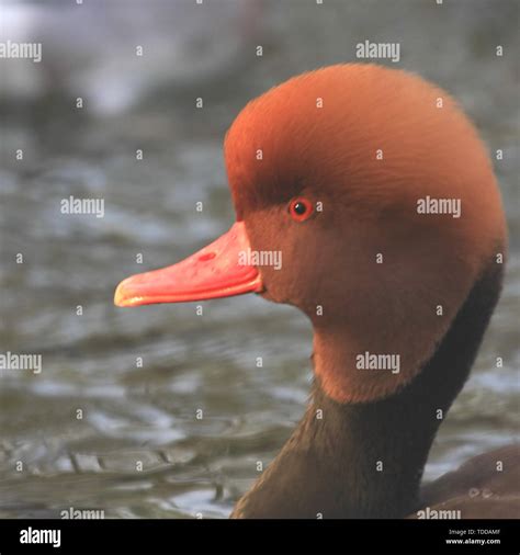 Red billed duck hi-res stock photography and images - Alamy