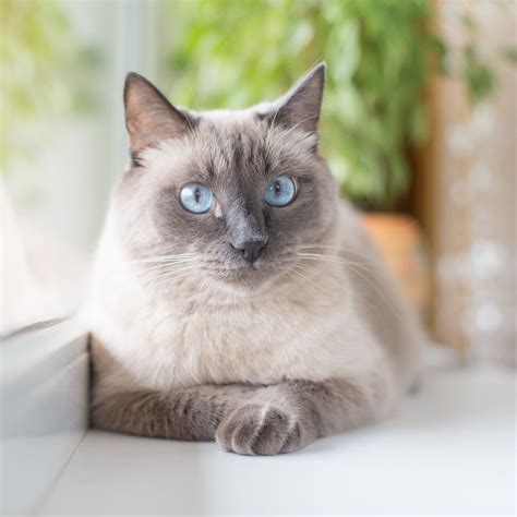 List 92+ Pictures Grey Siamese Cat With Blue Eyes Full HD, 2k, 4k