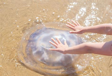 Does Vinegar Stop Jellyfish Stings at Lily Selwyn blog