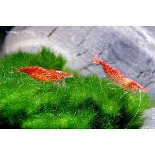 Meeris kostenlos abzugeben in alsdorf | Tiere | Kleinanzeigen