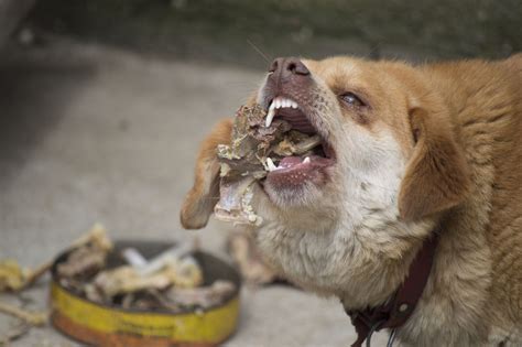 What to Do If Your Dog Eats Chicken Bones: Safety Measures and Tips ...