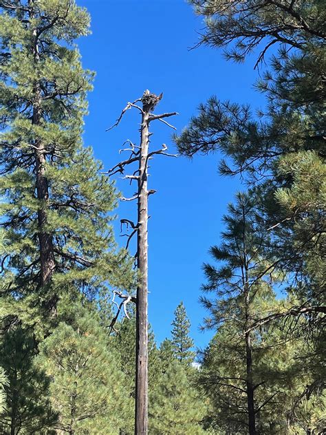 White Horse Lake Campground in Kaibab National Forest, Arizona: Reviews ...