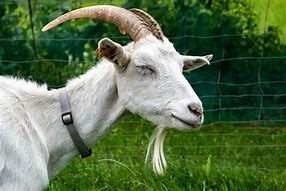 Goat 的图像结果