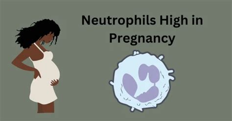 Neutrophils High in Pregnancy: Causes and When to Worry