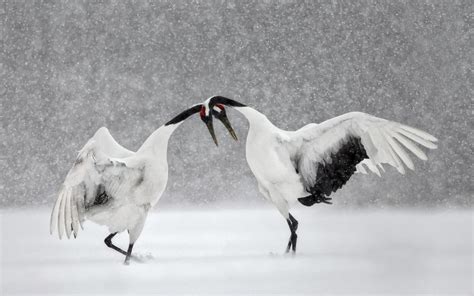 Download Snowfall Winter Bird Japanese Crane Animal Red-crowned Crane ...