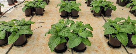 Nano Structures 2 D 的图像结果