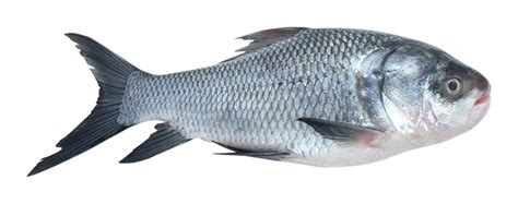 Pescafresh Whole Catla Fish - Bengali Cut, 2kg Pack : Amazon.in ...