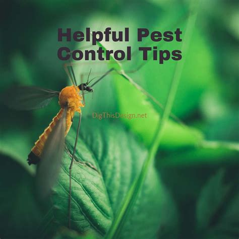 Image result for Bug Pest Control Tips