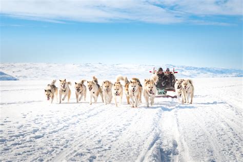 Dog sleds - the ultimate Greenland experience - Greenland Travel EN