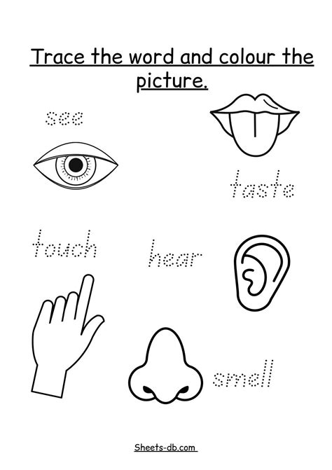 The five senses worksheets for preschools | Five senses worksheet, Senses activities, Five ...