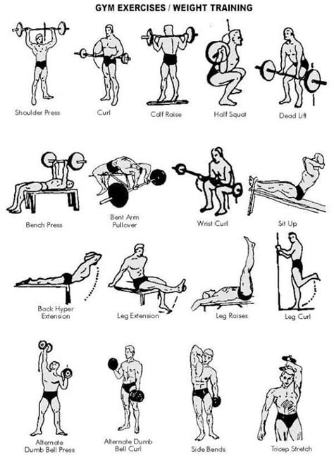 Gym Exercises Weight Training - Healthy Fitness Full Body Arm Ab ...