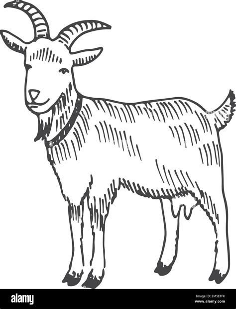 Goat Clip Art Black And White