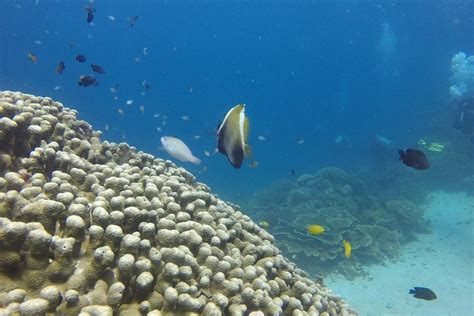 Pemuteran Dive Adventures - All You Need to Know BEFORE You Go