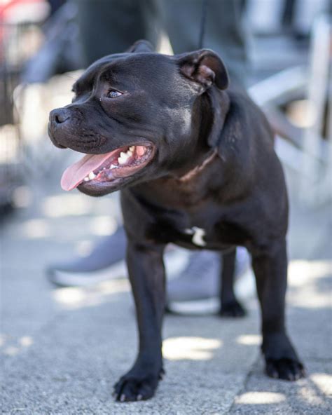Black Pitbull Dog · Free Stock Photo