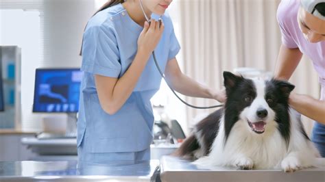 Pet Preventative Care In Framingham, MA | Slade Vet Hospital