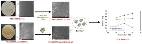 Laccase-immobilized on superparamagnetic iron oxide nanoparticles ...