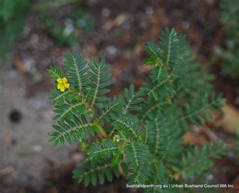Caltrop - Urban Bushland Council WA