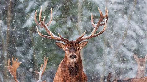 What Do Reindeer Eat? Let's Dive In!