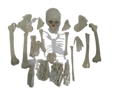 WKM Dis-articulated Human Skeleton Anatomical Model - 5 Feet : Amazon ...