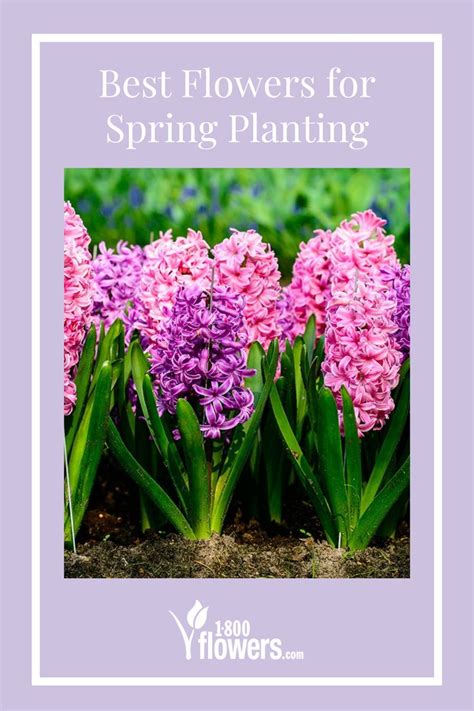 Image result for Popular Spring Flowers