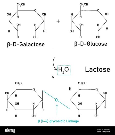The molecular structure of the disaccharide lactose, sugar composed of galactose and glucose ...