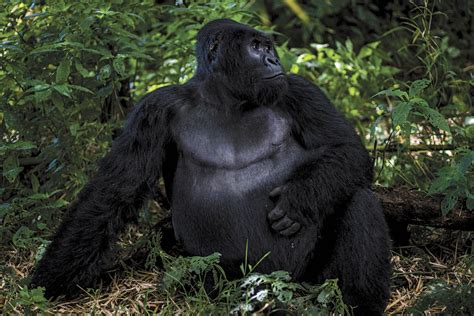 African Silverback Gorilla