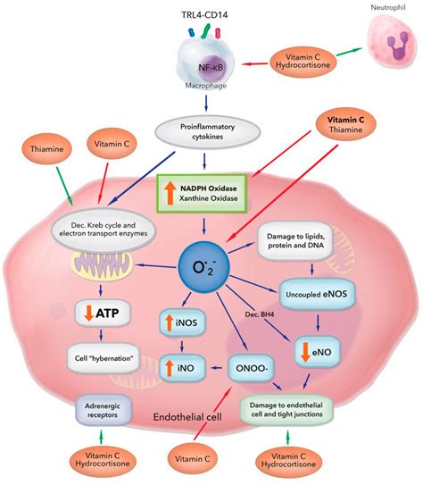 Hydrocortisone, Ascorbic Acid and Thiamine (HAT Therapy) for the ...