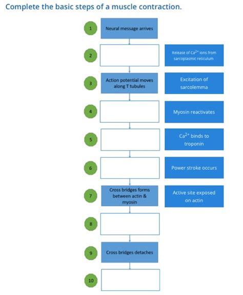 Image result for Muscle Contraction Animation Steps