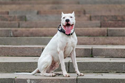 How Much Does a Dogo Argentino Cost? (2026 Updated)