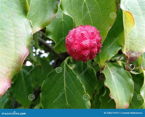 Kousa Dogwood Fruit