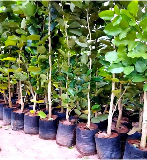 AGRO ALIVE Vietnam super early Jackfruit plant Grafted vieatnam ...